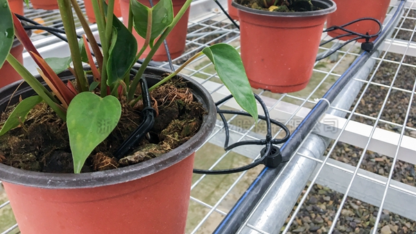 红掌种植区域 红掌种植区域