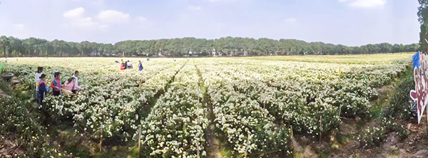 道地药材数字化应用发布,杭白菊产业迎来数字化变革