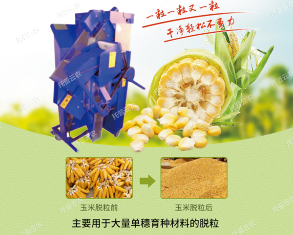 高净度玉米单穗脱粒机脱粒效果展示 高净度玉米单穗脱粒机脱粒效果展示