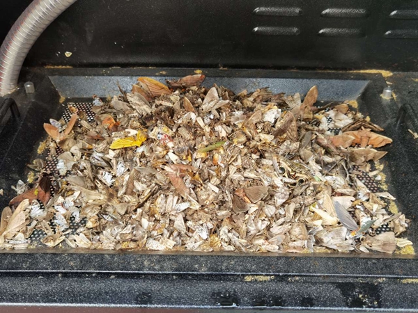 机器诱捕烘干后的虫体(部分) 机器诱捕烘干后的虫体(部分)