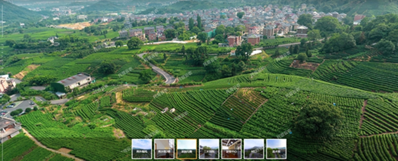 智慧茶园 智慧茶园