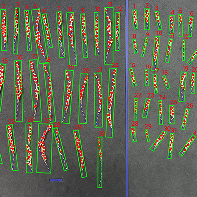 水稻整穗测量 水稻整穗测量