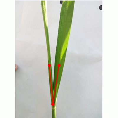 水稻夹角测量 水稻夹角测量