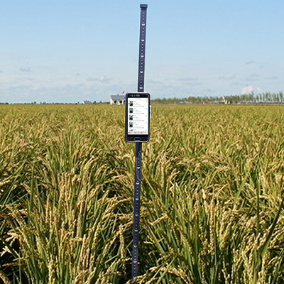 水稻株高测量 水稻株高测量